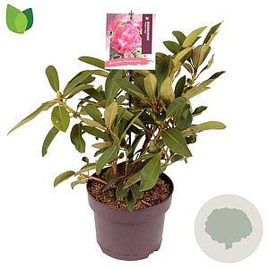 Rhododendron 'Wilgen's Ruby' 30-40 cm 5,0L