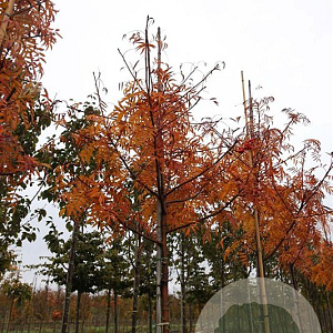 Sorbus 'Dodong' 12-14 HO draadkluit