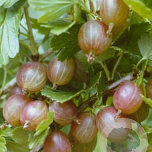 Ribes u.-c. Hinnonmäki Röd 50-60 cm 7,5L