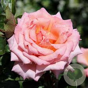 Rosa (K) 'Compassion' 60-80 cm 7,5L