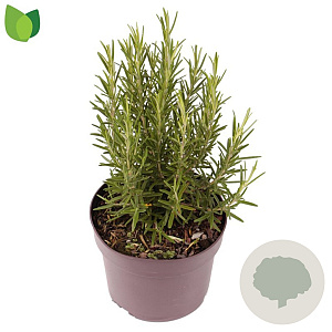 Rosmarinus officinalis 30-35 cm 2,0L