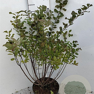 Spiraea betulifolia 'Tor' 40-60 cm 5,0L