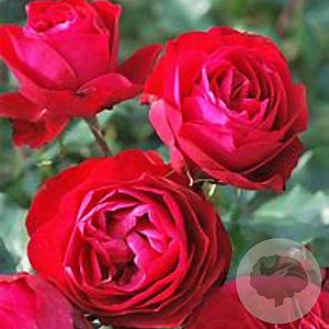 Rosa (F) Rouge Meilove 90 cm stam container