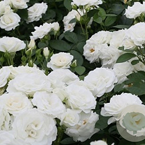 Rosa (F) Schneewittchen 90 cm stam container