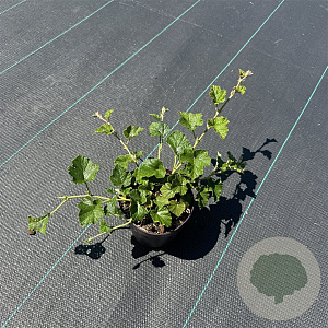 Rubus 'Betty Ashburner' 30-40 cm P13