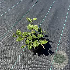 Rubus tricolor 40-50 cm C1.2