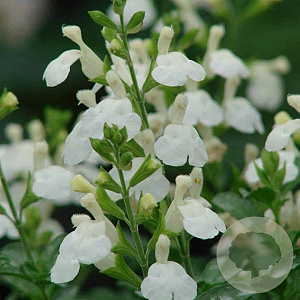 Salvia micr. 'Gletsjer' GM P9
