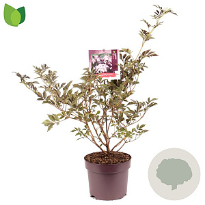 Sambucus nigra Black Beauty 50-60 cm 7,5L