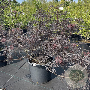 Sambucus nigra Black Lace 60-80 cm 30L