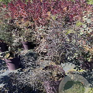 Sambucus nigra Black Lace 80-100 cm 20L