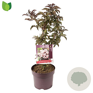 Sambucus nigra Black Tower 60-80 cm 7,5L