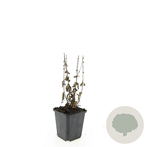 Salvia nem. 'Ostfriesland' GM P9
