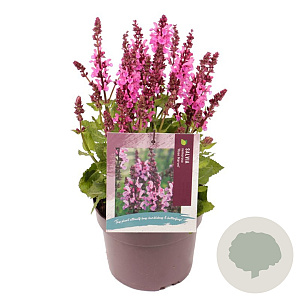 Salvia sylv. 'Rose Marvel' GM 2,0L