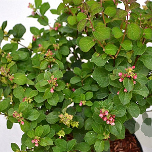 Symphoricarpos d. Symphony Rave 30-40 cm 3,0L