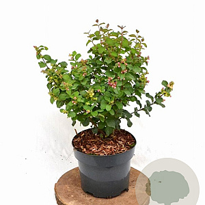 Symphoricarpos d. Symphony Rave 30-40 cm 3,0L
