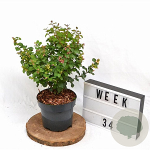 Symphoricarpos d. Symphony Rave 30-40 cm 3,0L
