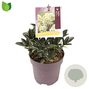 Skimmia j. White Dwarf 10-15 cm P13