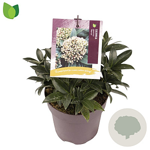 Skimmia japonica 'Marlot' 10-15 cm P13