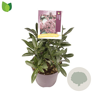 Skimmia j. Rubesta 10-15 cm P13