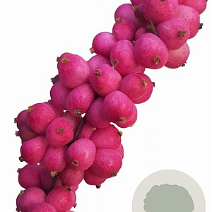 Symphoricarpos d. Symphony Rumble 30-40 cm 3,0L