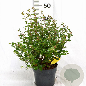 Symphoricarpos d. Symphony Rumble 30-40 cm 3,0L
