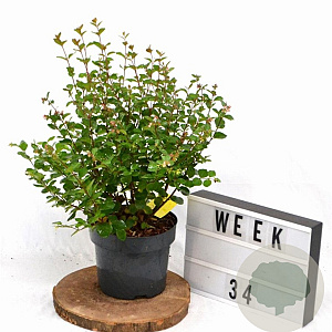 Symphoricarpos d. Symphony Rumble 30-40 cm 3,0L