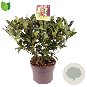 Skimmia j. 'Temptation' 30-40 cm 5,0L zonder bes