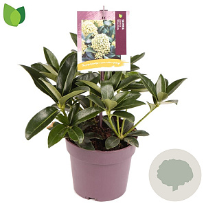 Skimmia j. White Globe 15-20 cm P13