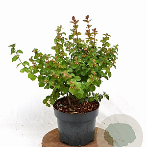 Symphoricarpos Symphony Rock 30-40 cm 3,0L