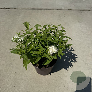 Spiraea jap. 'Albiflora' 25-30 cm P13