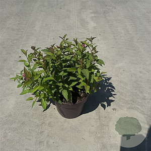Spiraea jap. 'Anthony Waterer' 25-30 cm P13