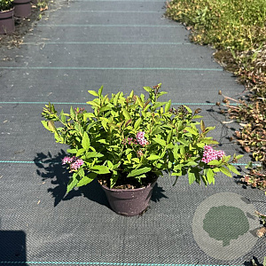 Spiraea jap. 'Dart's Red' 25-30 cm P13