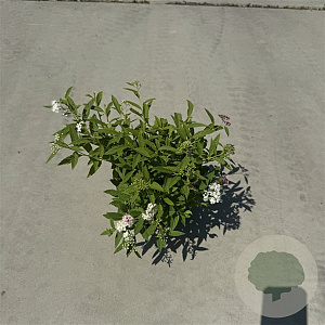 Spiraea jap. 'Genpei' 25-30 cm P13
