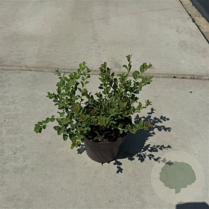Spiraea nipp. 'June Bride' 30-40 cm P13
