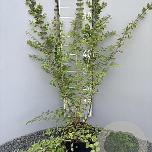 Symphoricarpos ch. 'Hancock' 40-60 cm 2,0L