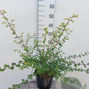 Symphoricarpos ch. 'Hancock' 40-60 cm 2,0L