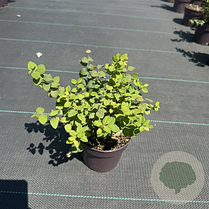 Symphoricarpos d. 'Magic Berry' 30-40 cm P13