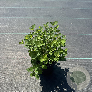 Symphoricarpos d. 'Mother of Pearl' 30-40 cm P13