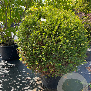 Taxus baccata 100 cm 30L bol