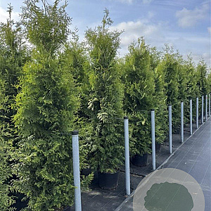 Thuja occ. 'Brabant' 175-200 cm 20L