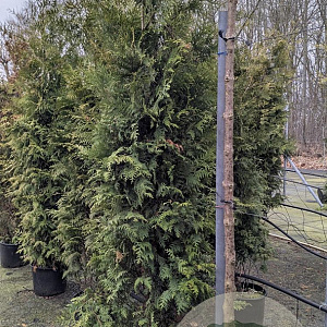 Thuja occ. 'Brabant' 175-200 cm 20L