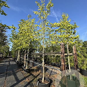 Tilia europaea 'Pallida' 14-16 HO cont. 80L