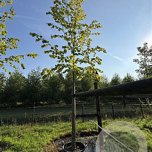 Tilia europaea 'Pallida' 18-20 cm cont. 80L