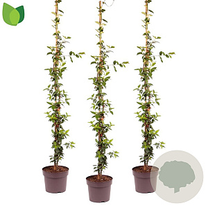 Trachelospermum jasminoides 150-175 cm 7,5L