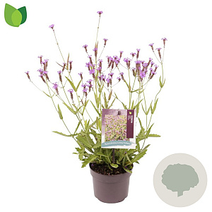 Verbena rigida GM 2,0L