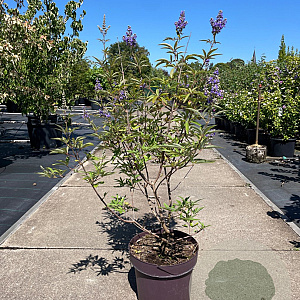 Vitex agnus-castus 60-80 cm 13L