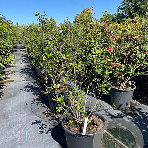 Viburnum burkw. 'Anne Russell' 100-125 cm 50L