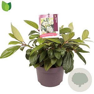 Viburnum davidii 30-40 cm 5,0L