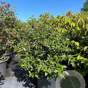 Viburnum 'Eskimo' 100-125 cm cont. 80L