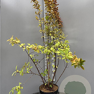 Viburnum farreri 125-150 cm 10L